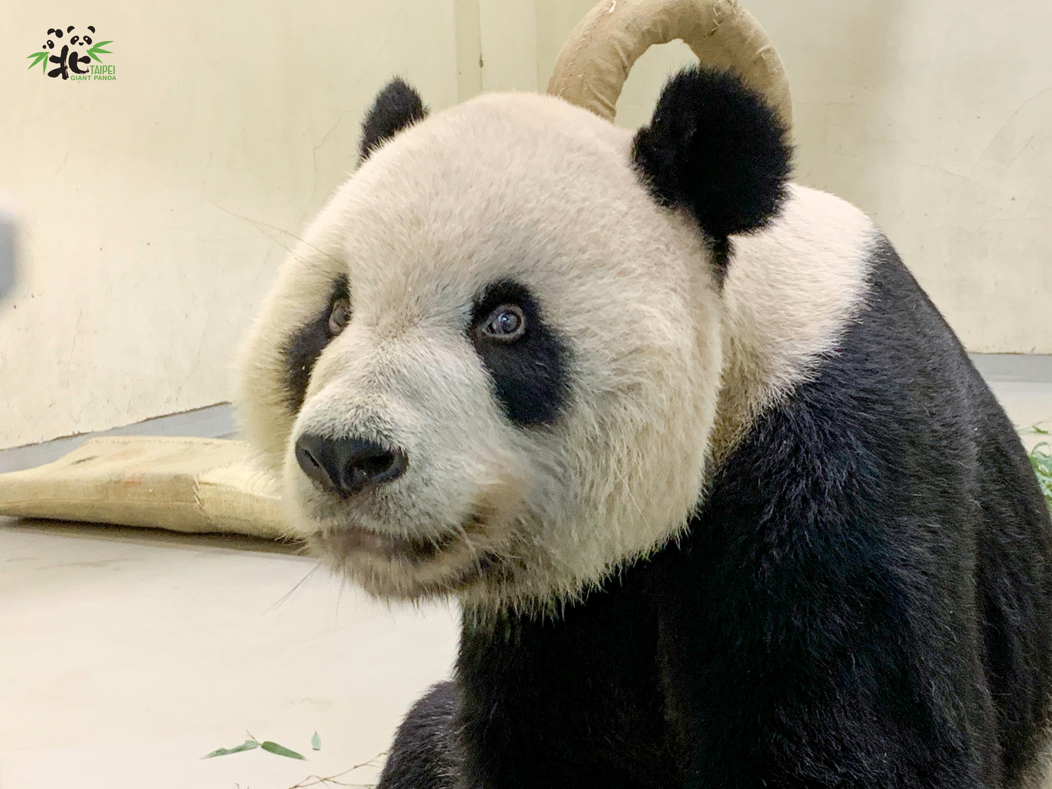 由於大熊貓「團團」病況每況愈下，今醫療照管團隊含淚放手。（台北市立動物園提供）