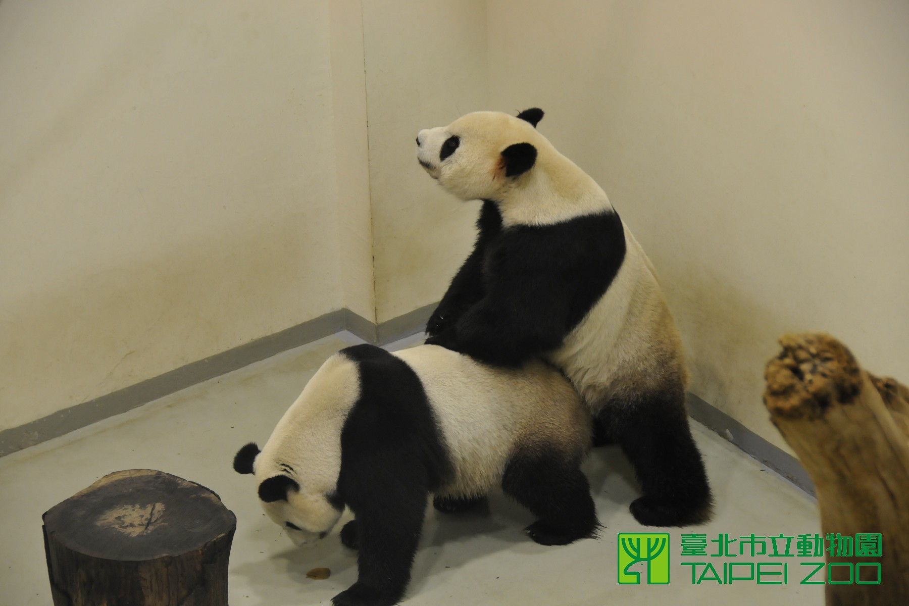 團團圓圓有2個孩子，但都是人工授精，牠們始終沒有真正完成過交配。（翻攝自台北市立動物園）