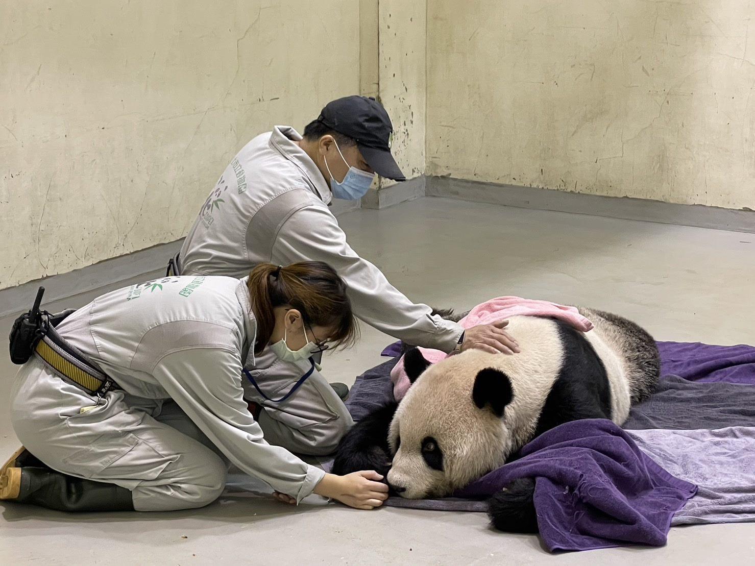 團團19日因腦部病變過世,動物園前園長葉傑生認為,從小跟牠一起長大的圓圓一定知道牠不見了。(翻攝自台北市立動物園)