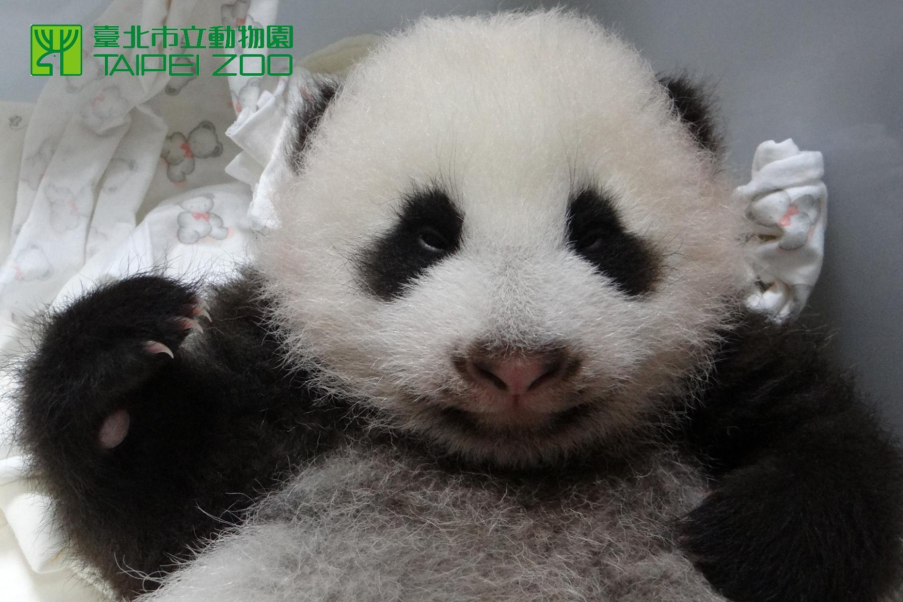 團團圓圓第一個寶寶「圓仔」在2013年出生。(翻攝自台北市立動物園)