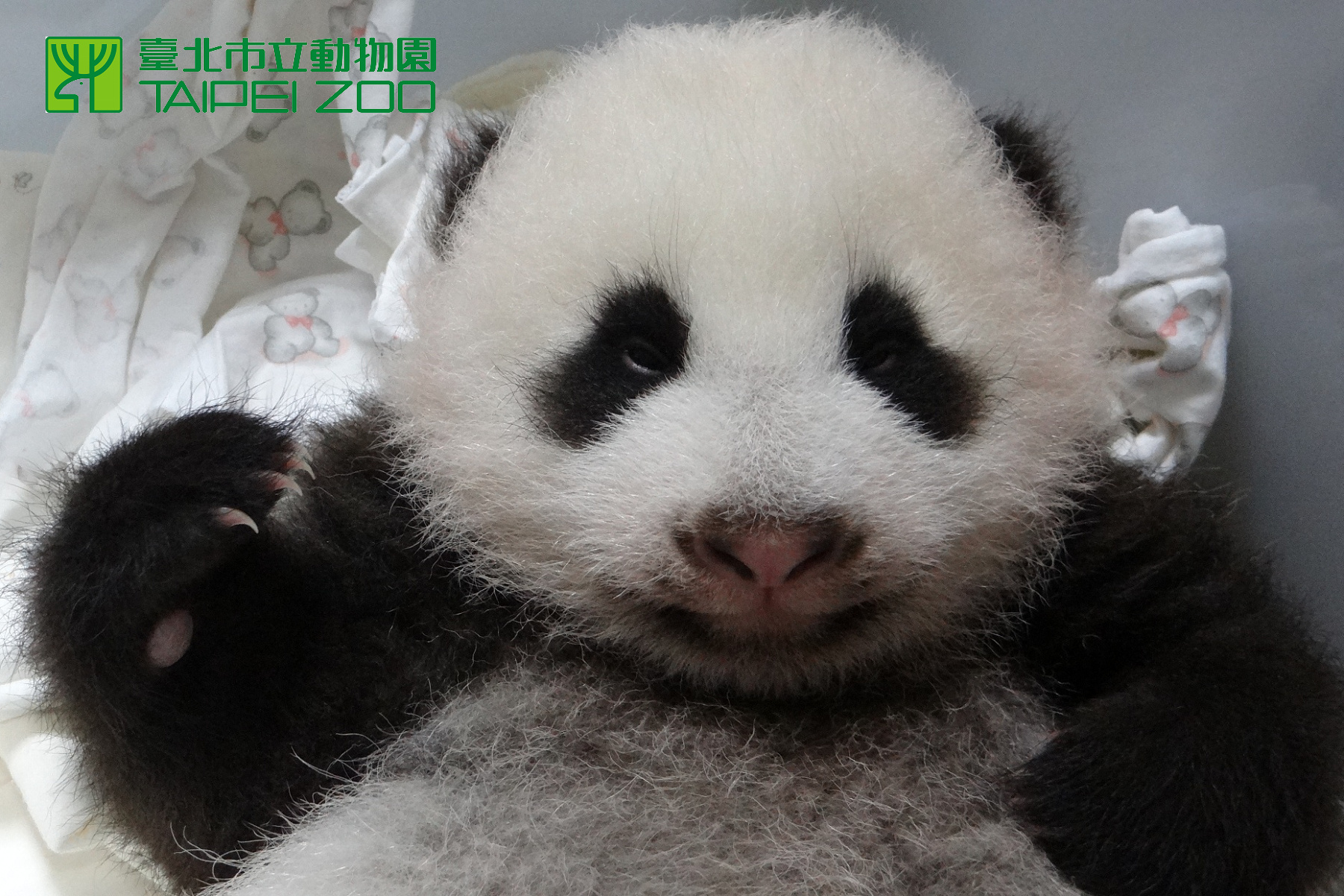 團團圓圓第一個寶寶「圓仔」在2013年出生。（翻攝自台北市立動物園）