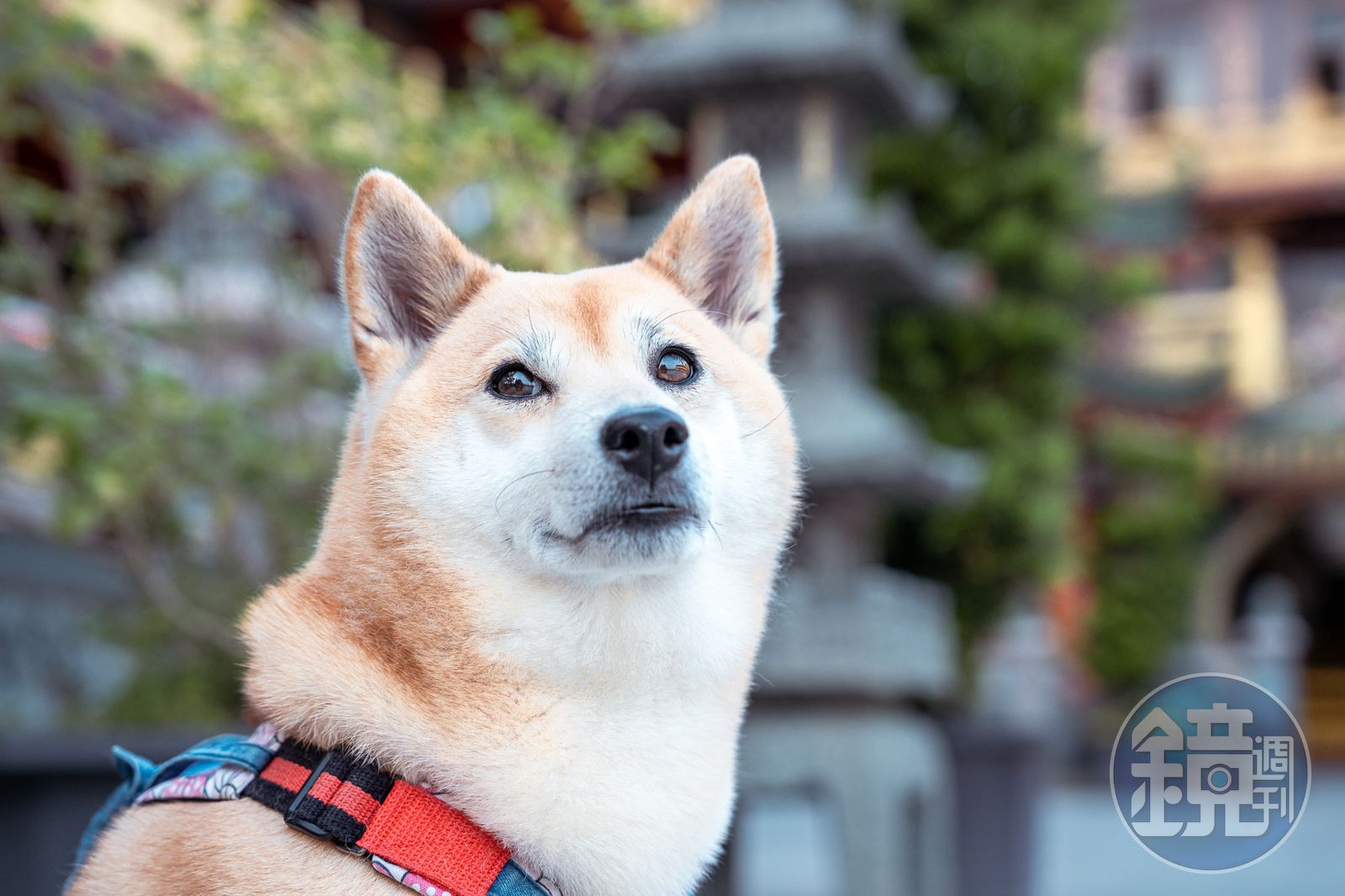 男學生摸柴柴卻被嚇到彈飛背後原因曝光網友大讚勇者- 鏡週刊Mirror Media