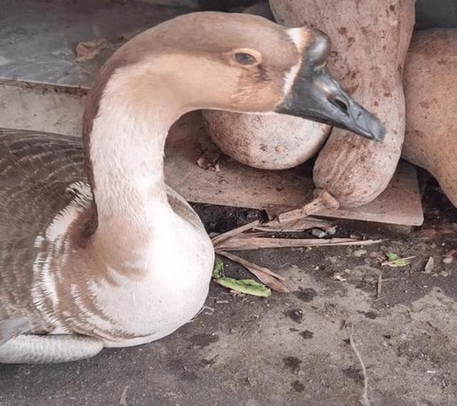 這隻6歲的大鵝似乎知道自己將被「端上桌」，躲到桌旁默默掉淚。（翻攝自搜狐新聞）