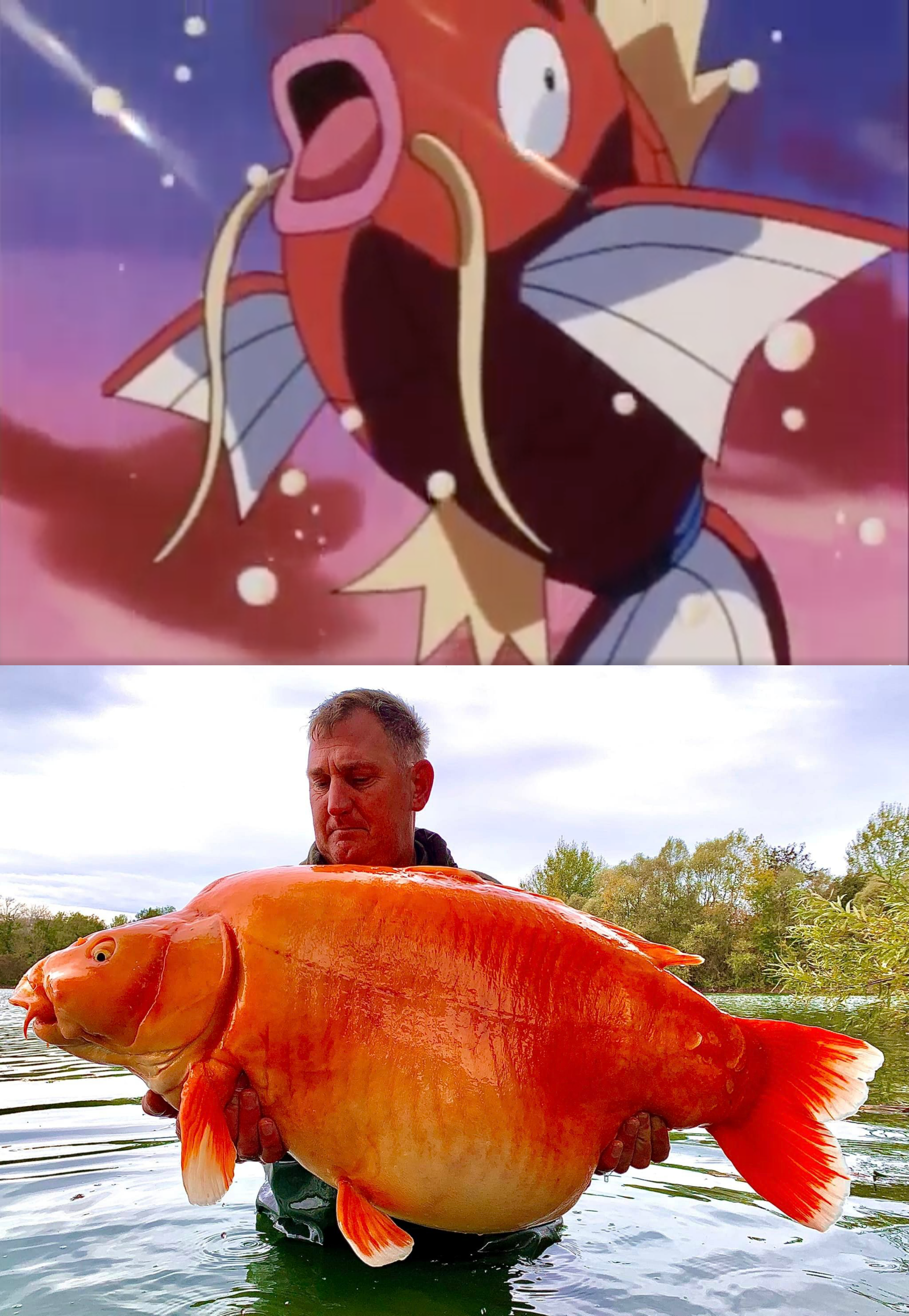 藍水湖的橘紅怪魚為無鱗鯉魚跟錦鯉的混種,十分像寶可夢中的鯉魚王(上圖)。(翻攝自Pokemon、Bluewater Lakes臉書)