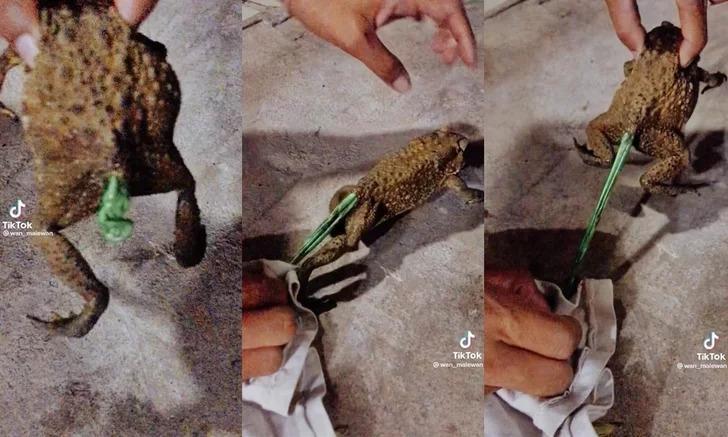 這隻蟾蜍吃下一個綠色氣球。(翻自TikTok)