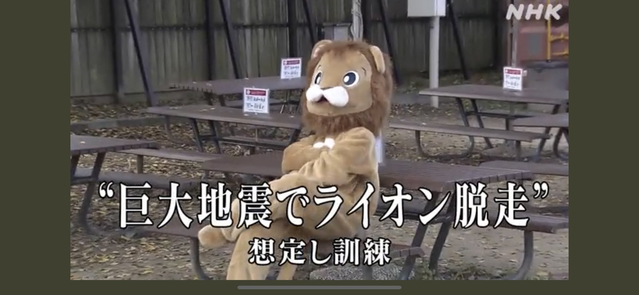 網友直呼這「獅子」坐姿太狂。（翻自推特）