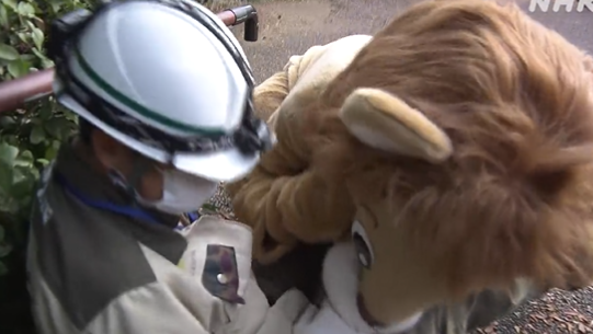 日本動物園「獅子」脫逃，坐姿太狂還戳人類下體！原來是演習啦。（翻自推特）