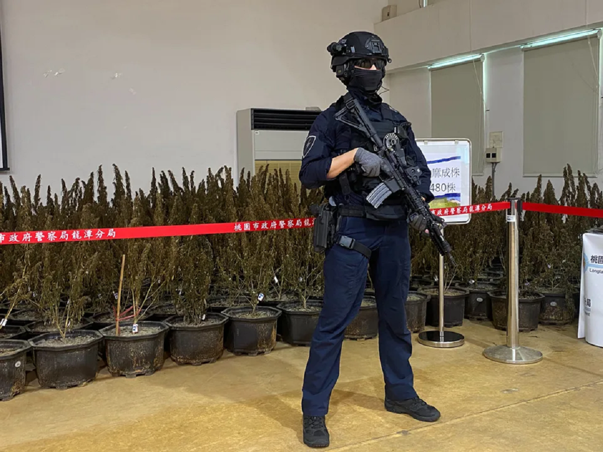 檢警查獲栽種大麻案件屢見不鮮，將大麻合法化納入管制問題引發社會爭辯。（翻攝畫面）