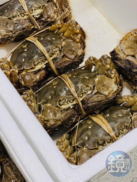 廖煌飛養的大閘蟹，外型完全符合青背、白肚、金爪、黃毛的標準。
