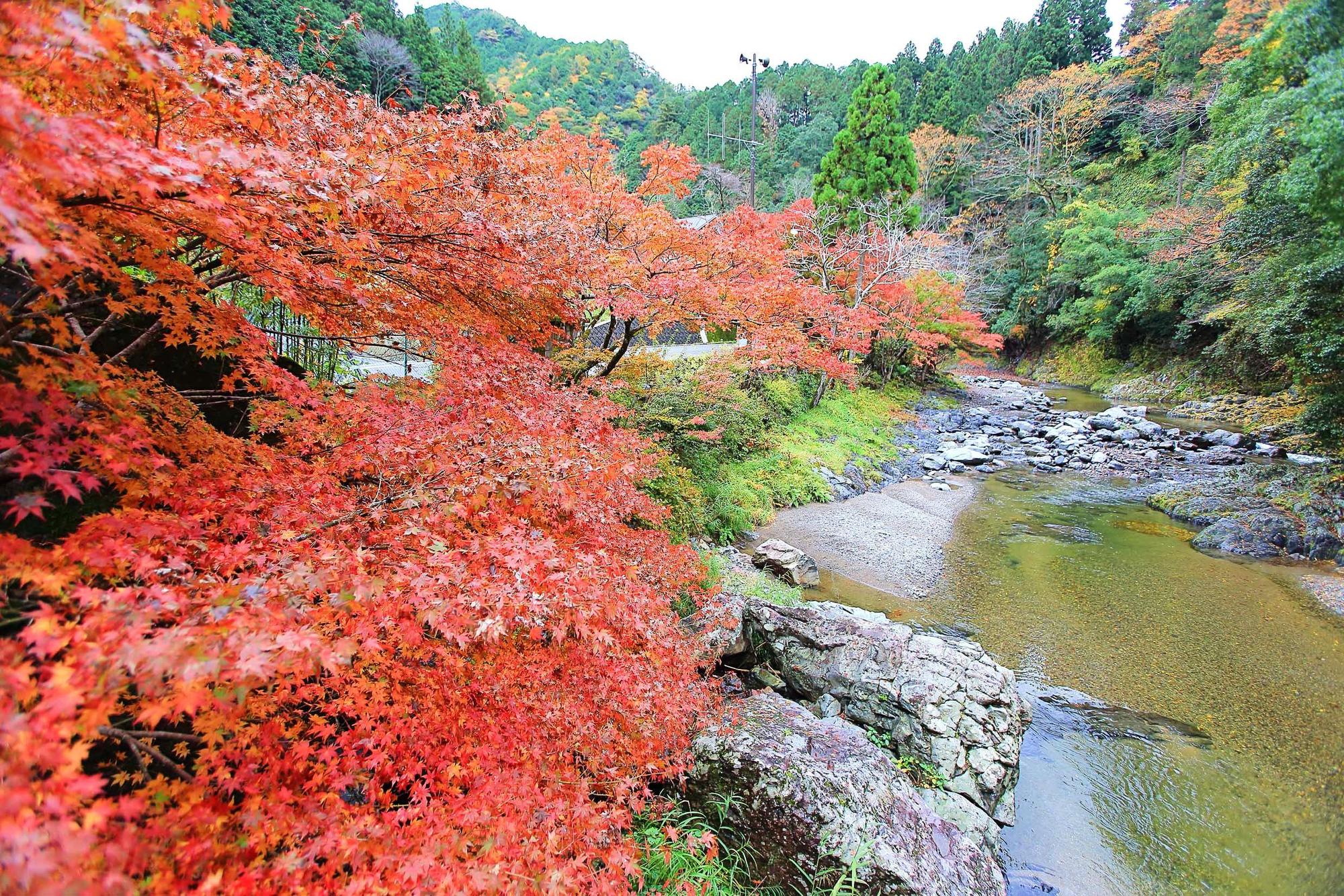 「玉川峽」源於世界遺產高野三山之一的摩尼山上游溪谷丹生川。（橋本市役所提供）