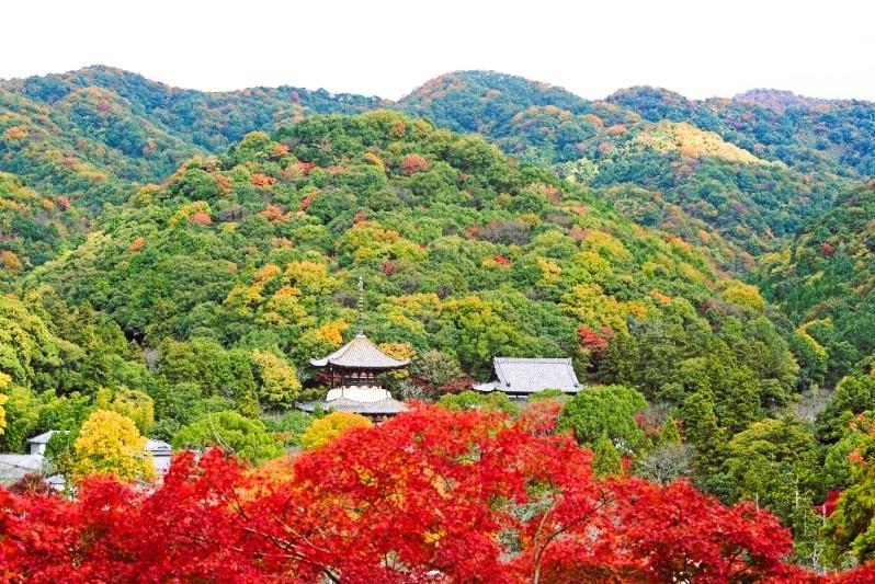 根來寺前的紅葉11月下旬正值火紅時期。（那賀振興局提供）