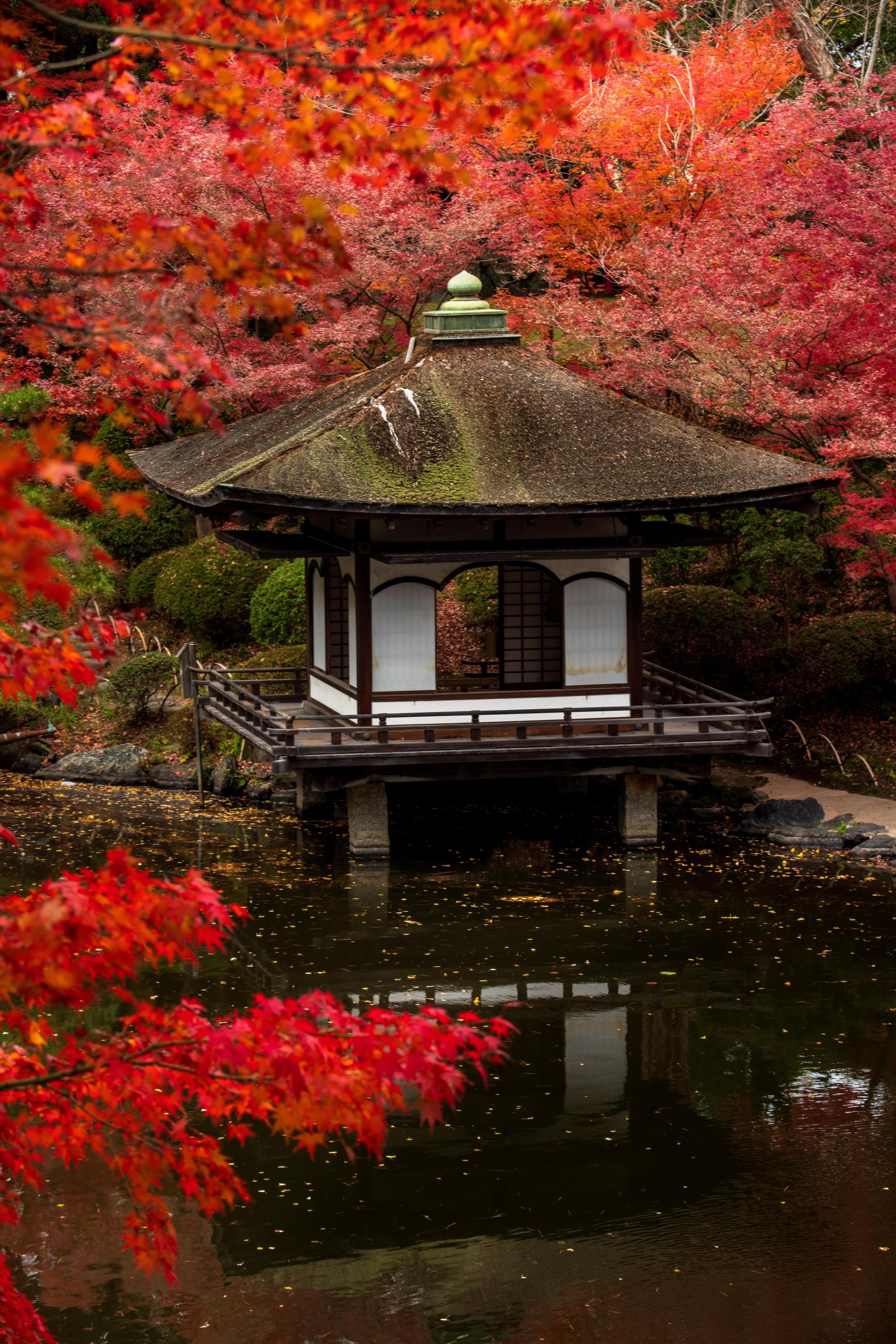 鳶魚閣和紅葉的景色教人心情寧靜。（和歌山縣觀光連盟）