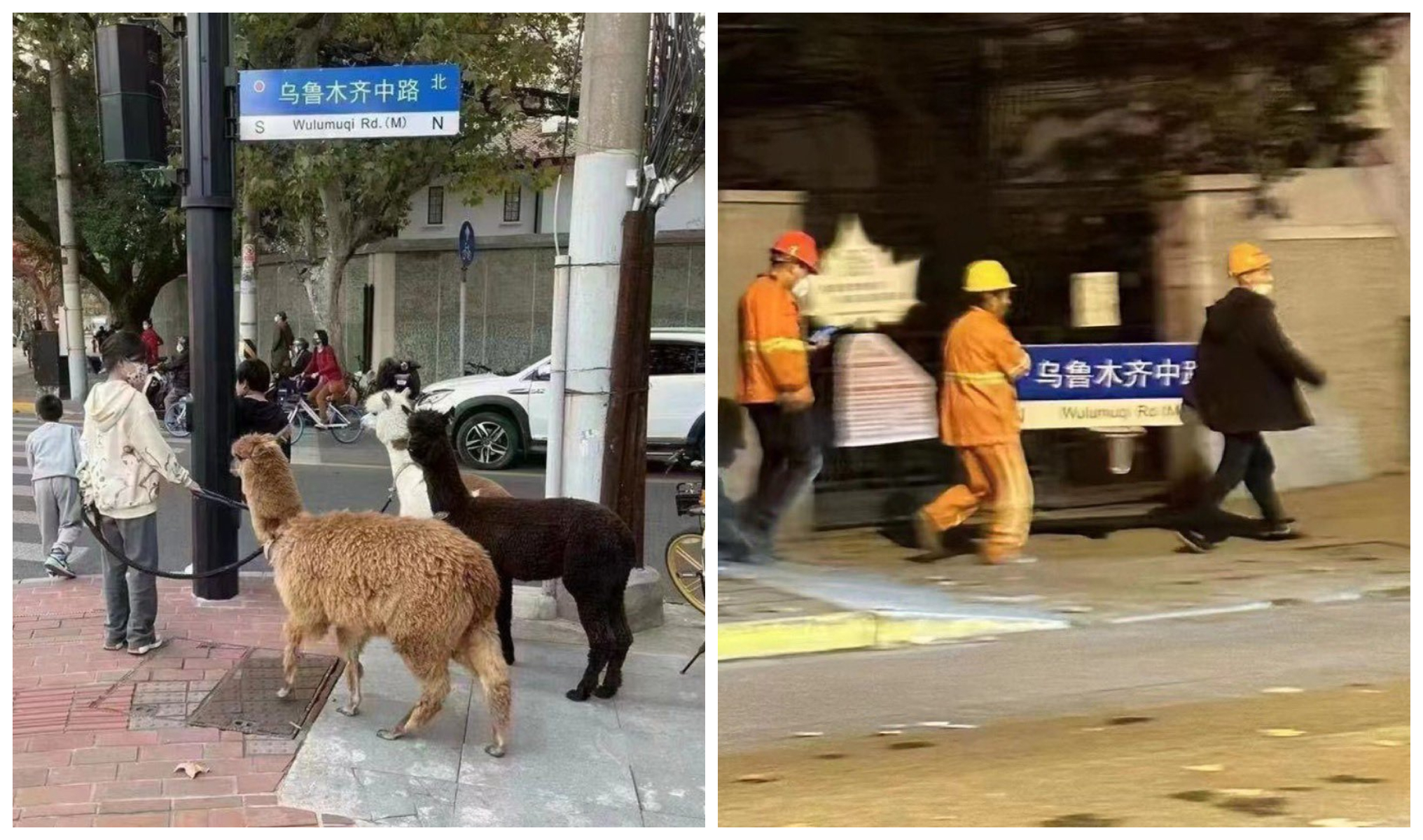 上海民眾帶「草泥馬」上街抗議（左圖）。一張烏魯木齊中路路牌遭強拆的照片掀起網路熱議（右圖）。（翻攝whyyoutouzhele推特）