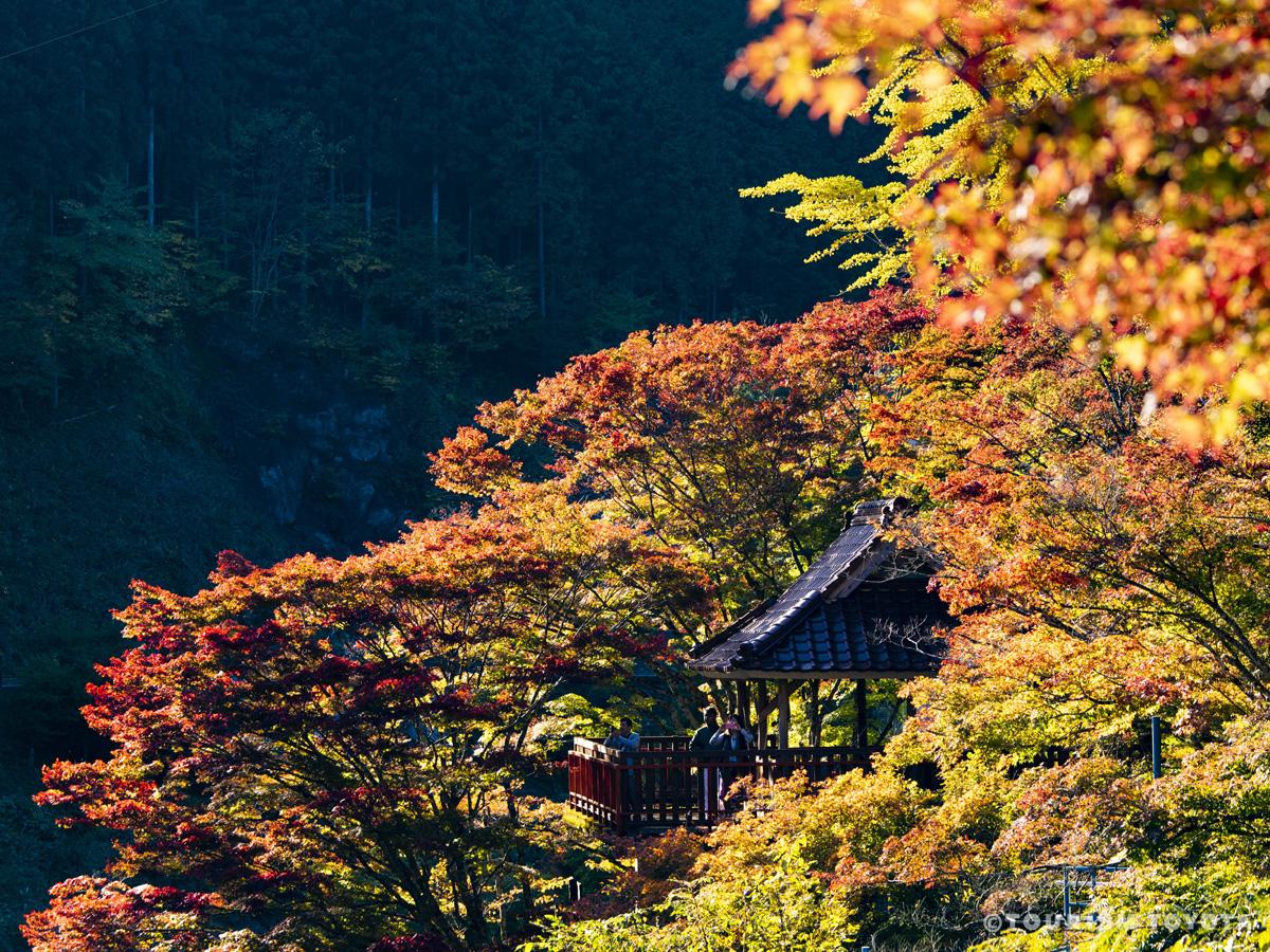 「大井平公園」秋季是近期人氣漸長的賞楓地。(TOURISM TOYOTA提供)