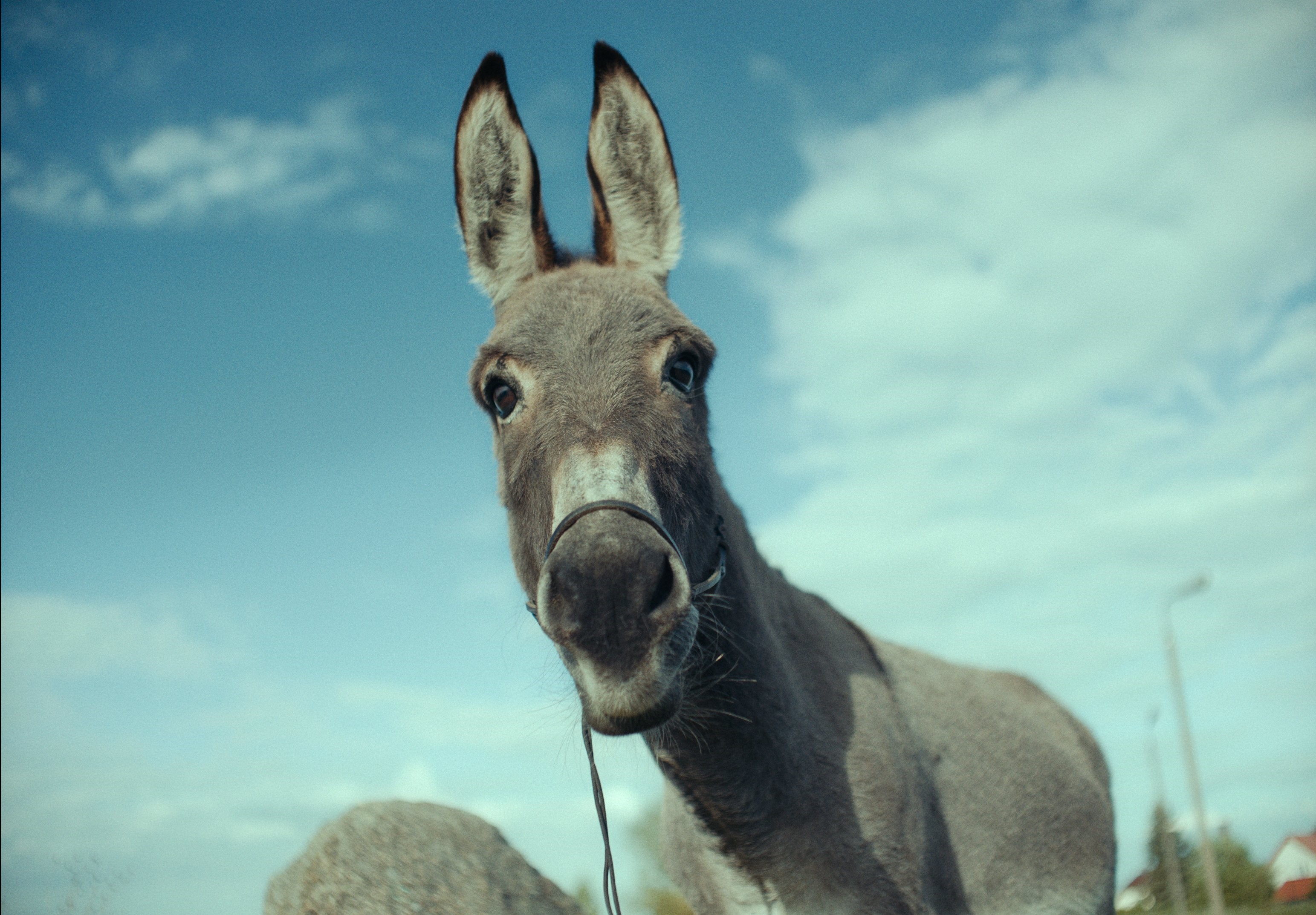 電影《如果驢知道》頻頻獲獎，還將代表波蘭角逐明年奧斯卡最佳國際電影。（甲上娛樂提供）