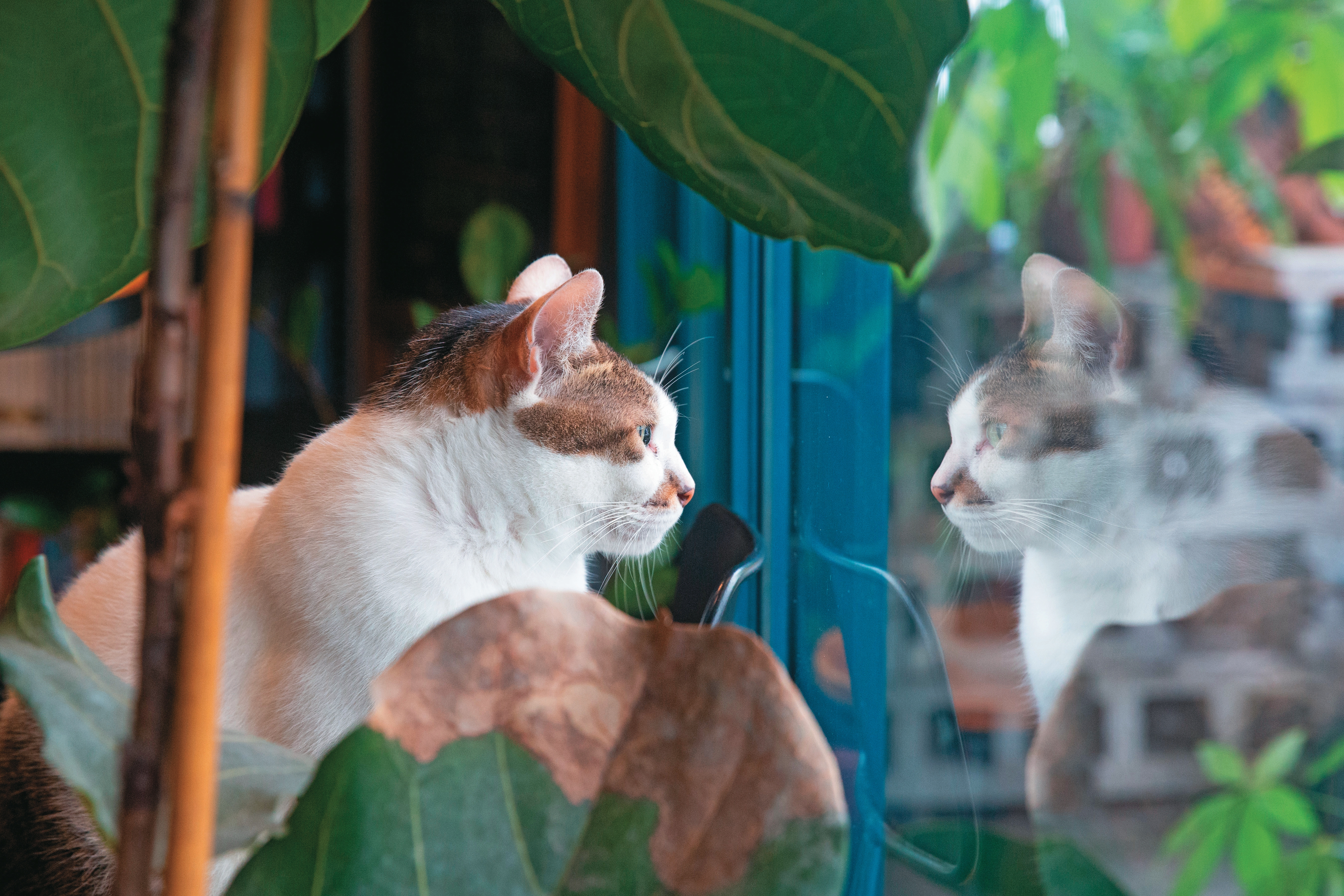 瑯嬛書屋同時也關注動物友善面向，店貓Miru、太郎是訪客與書店的精神橋梁。