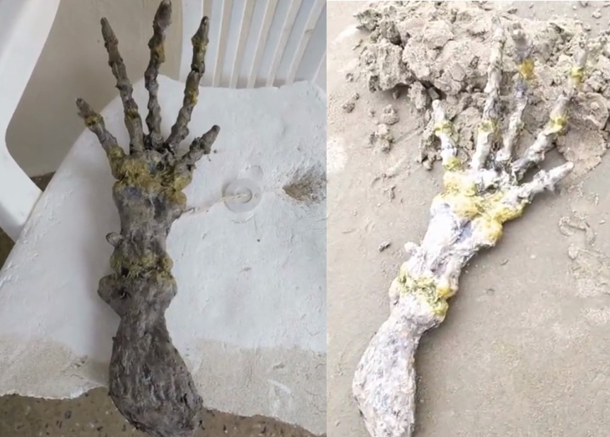 巴西海灘發現一隻骨瘦如柴的巨手殘骸,宛如外星人的手,被專家推測為鯨類動物的身體部位。(翻攝推特@VishalDharm1)