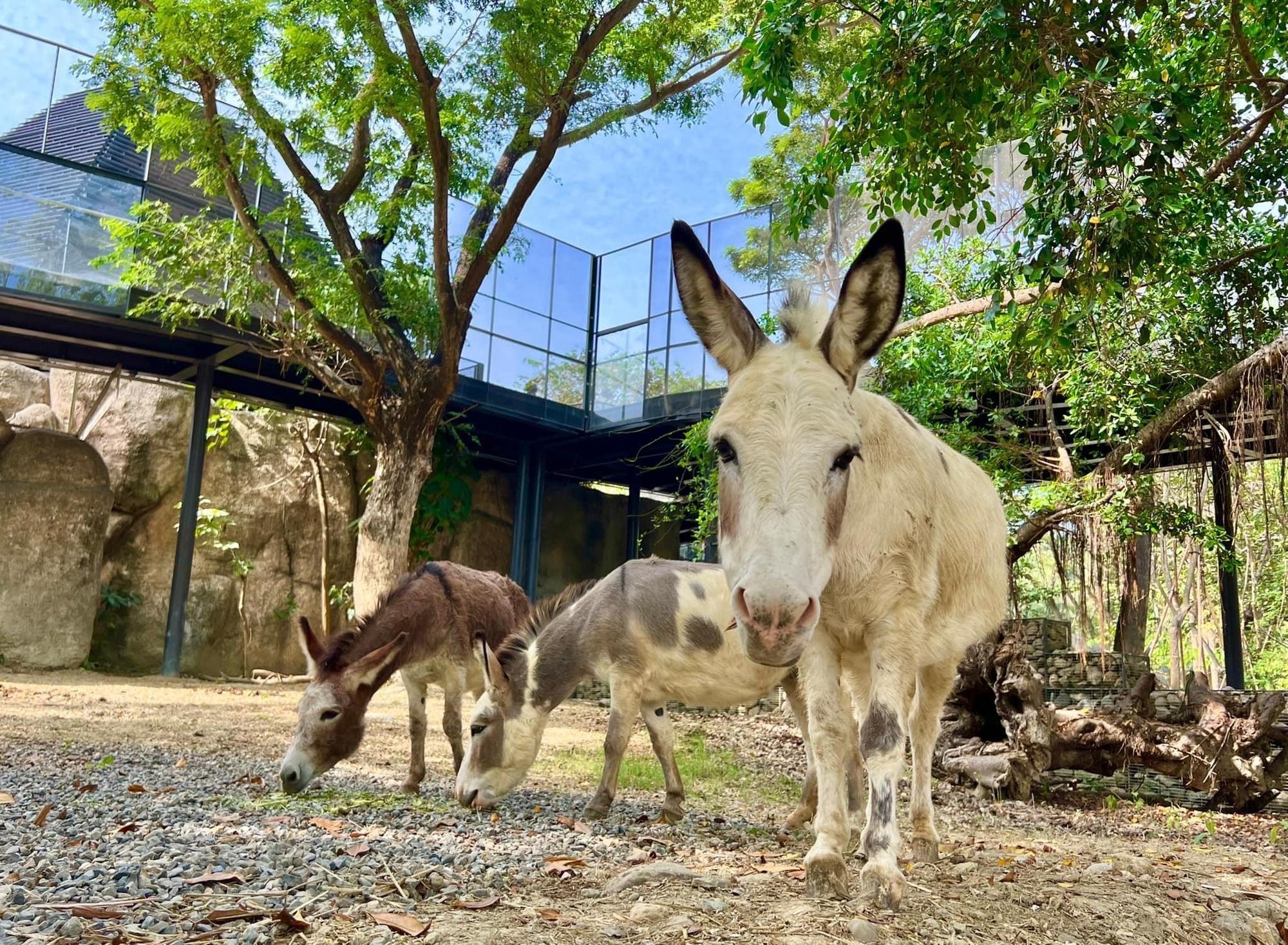 高雄壽山動物園歷經1年多大改造，終於將在今年12月16日重啟。（翻攝自壽山動物園臉書）