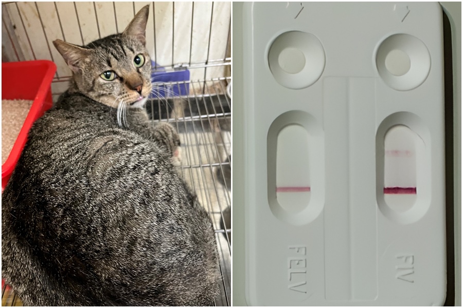 「斑斑」檢驗確診罹患貓愛滋病（FIV）。（新北動保處提供）