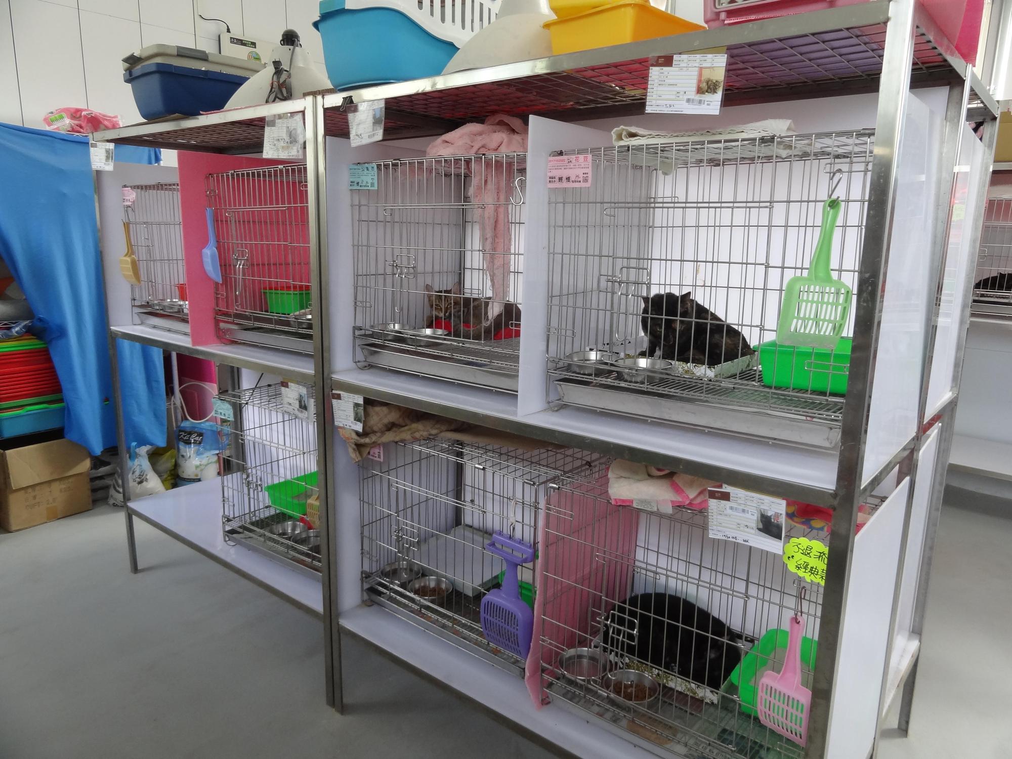 動物之家為了防止貓愛滋病傳播，將貓咪分籠照顧。（新北動保處提供）