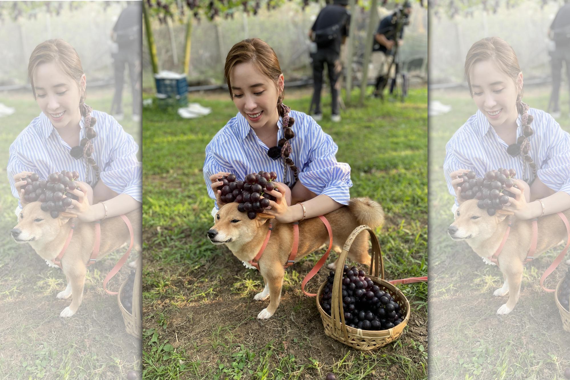歐陽妮妮帶愛犬出外景。（TVBS提供）
