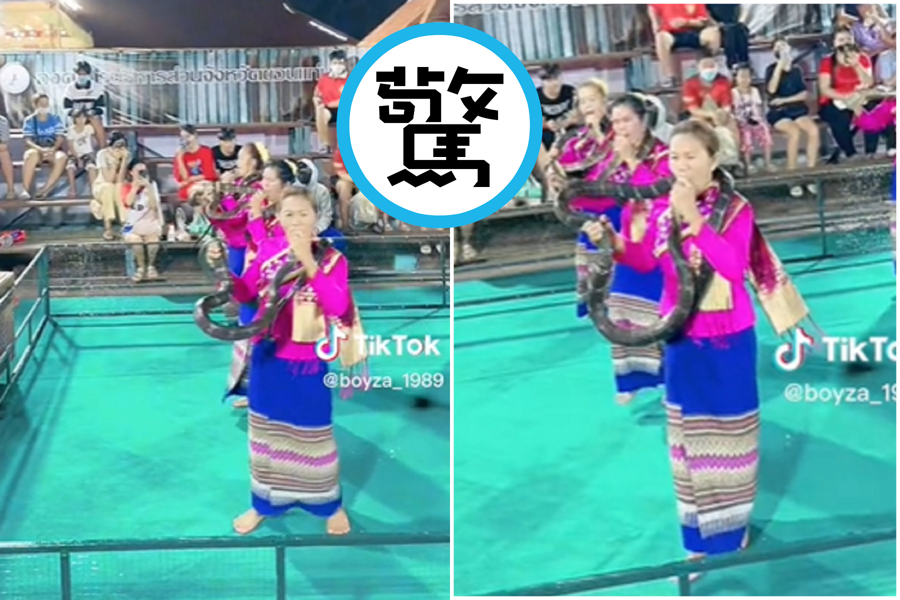 大媽口含那一條由粗又長，竟是眼鏡王蛇！不畏劇毒「喇蛇頭」。（翻自TikTok）