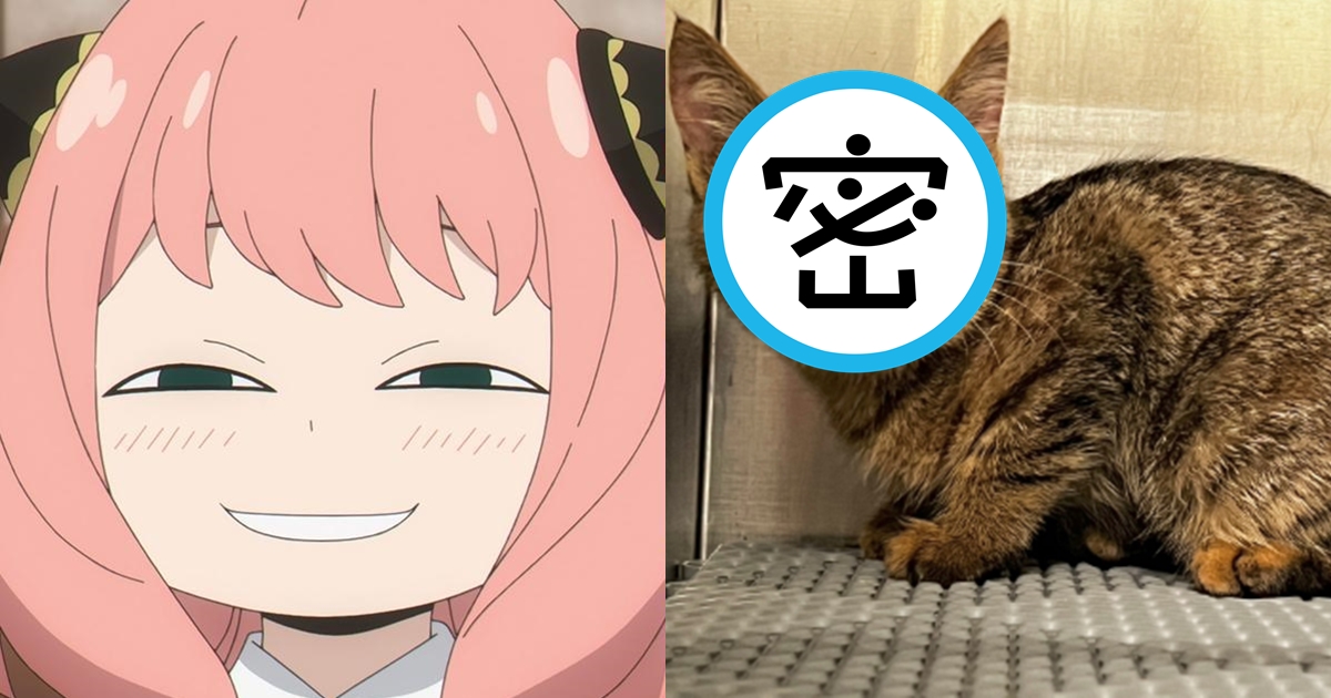 桃園一隻待認養的小虎斑撞臉安妮亞，讓貓奴直呼可愛。（翻攝自推特@spyfamily_anime、桃園市動保處官網）