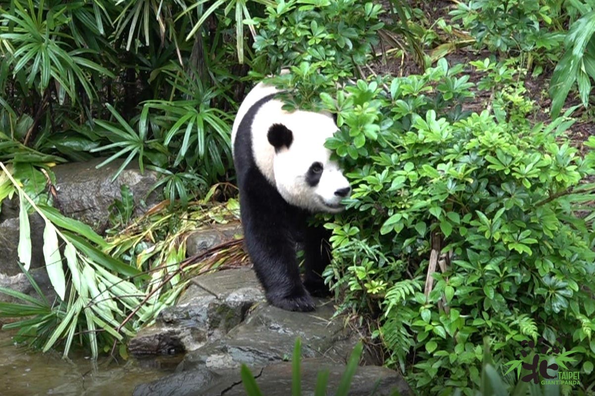 「圓寶」已經2歲又5個月大,體重已經有94.3公斤。(台北市立動物園提供)
