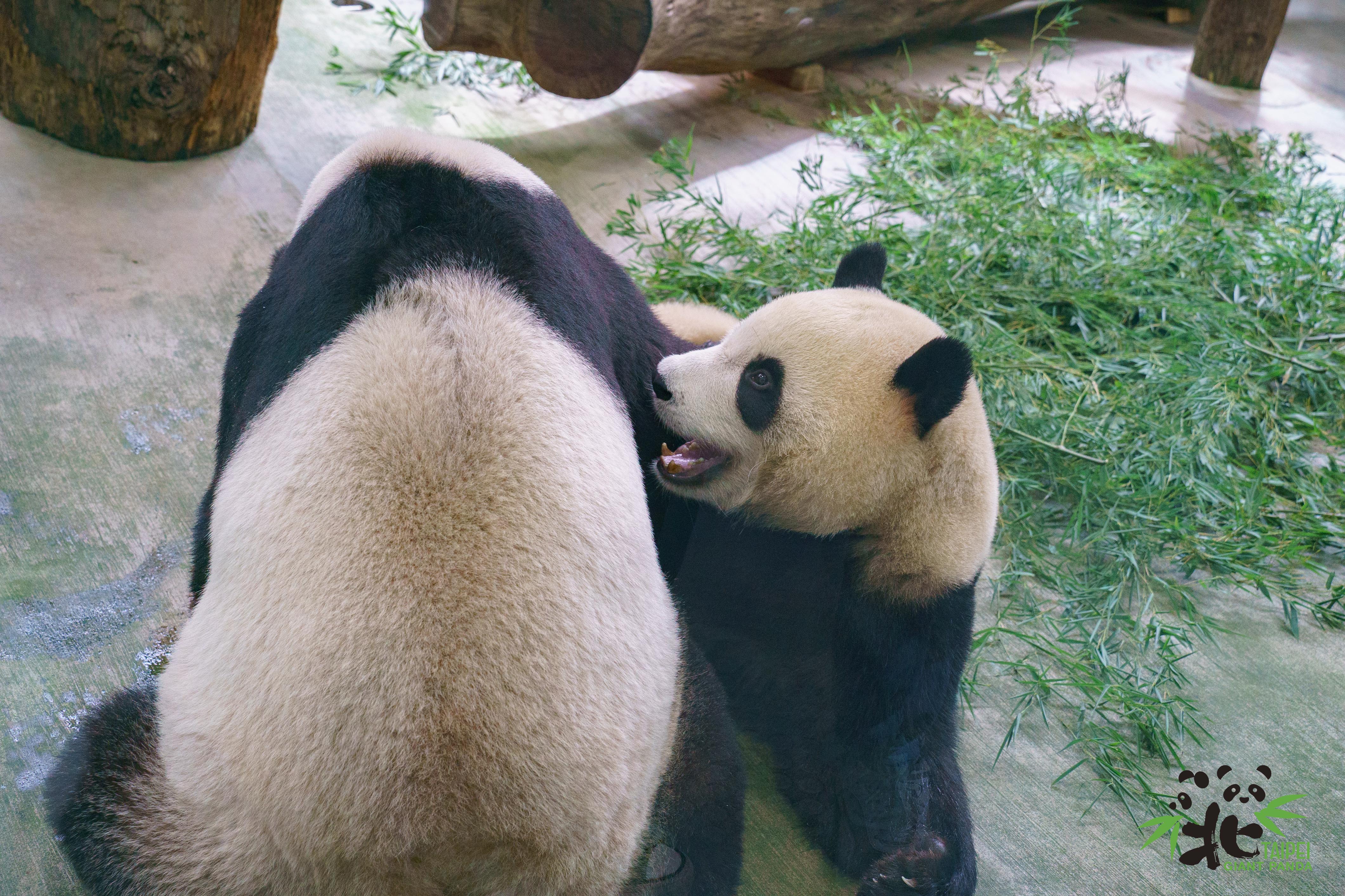 「圓寶」喜歡跟媽媽撒嬌。(台北市立動物園提供)