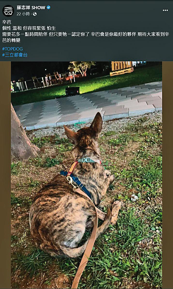 小豬對狗狗非常有耐性及愛心，他說辛巴非常忠心，認定主人後就跟定。（翻攝自羅志祥 SHOW臉書）