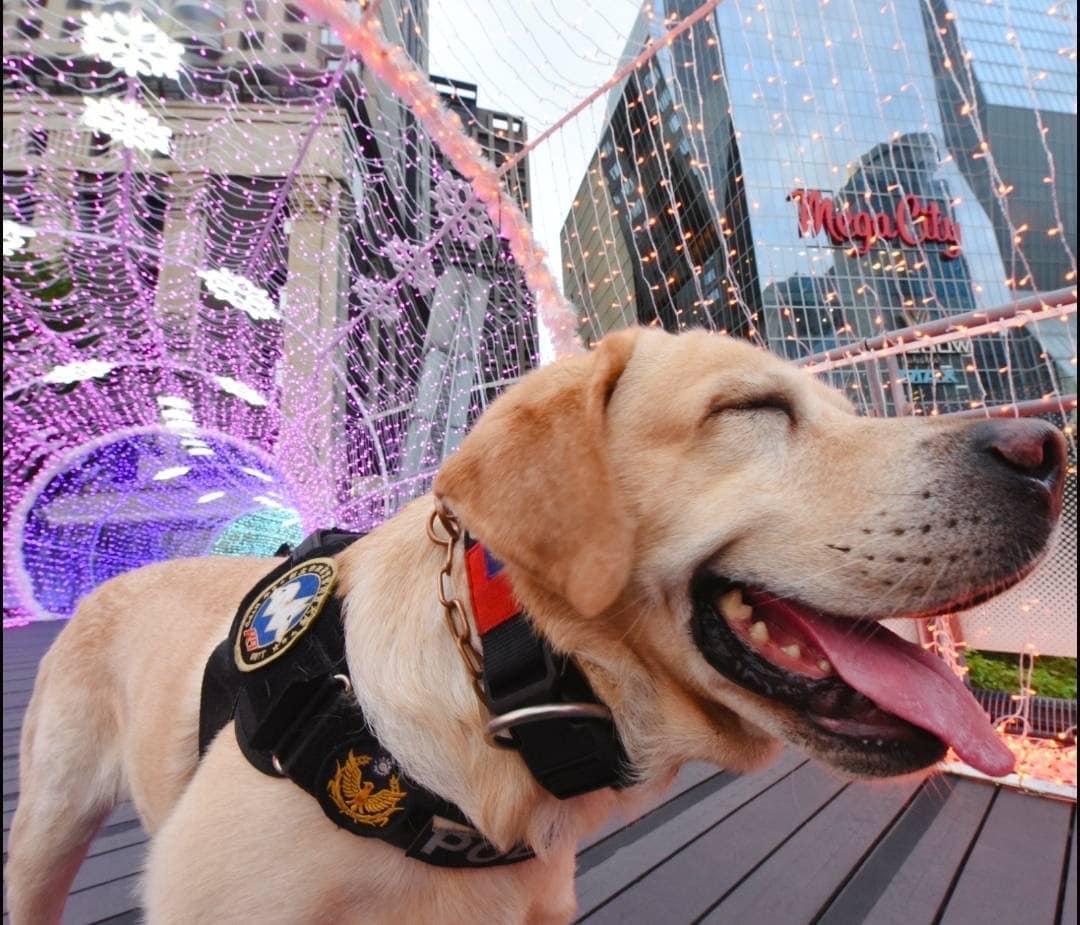 新北明星警犬「福星」到耶誕城執行場地安全檢查任務。(翻攝自新北市政府警察局 警犬隊 NTPD K-9 Unit臉書)