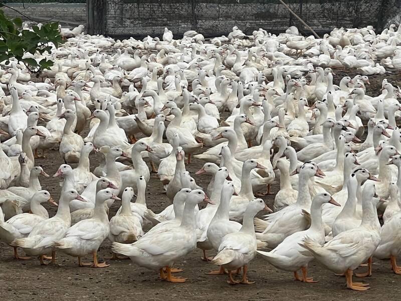 高雄路竹某養鴨場爆檢驗出H5N1病毒,該場2,060隻鴨隻已於日前全數遭撲殺。(農業局提供)