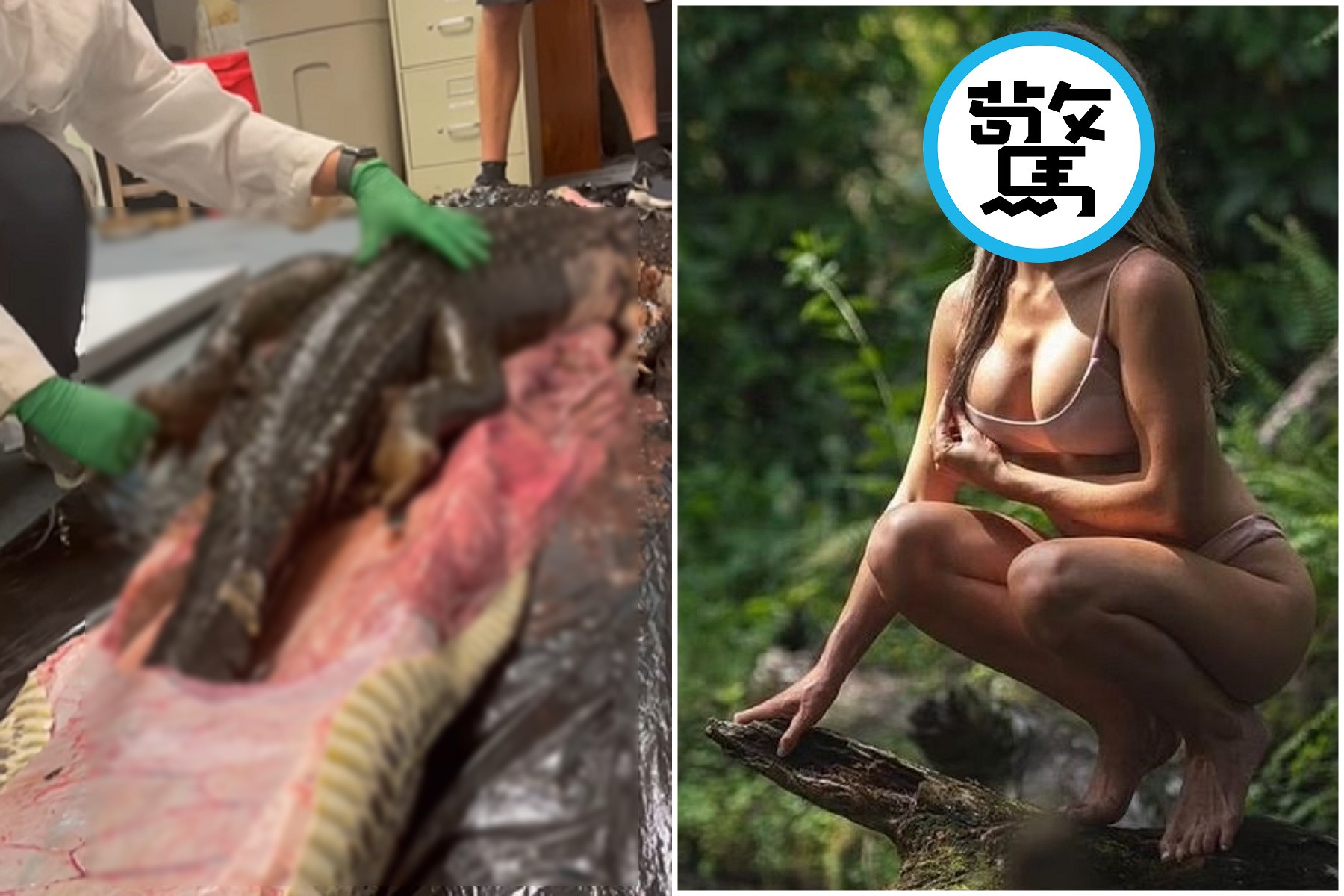 驚!女科學家徒手抓鱷魚、剖蟒蛇,本尊竟是巨乳正妹。(翻自《每日星報》)
