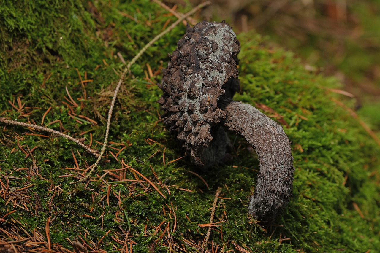 印度一名人夫下班途中遭4名年輕女子綁架,載到森林輪流性侵。(示意圖,Pixabay)