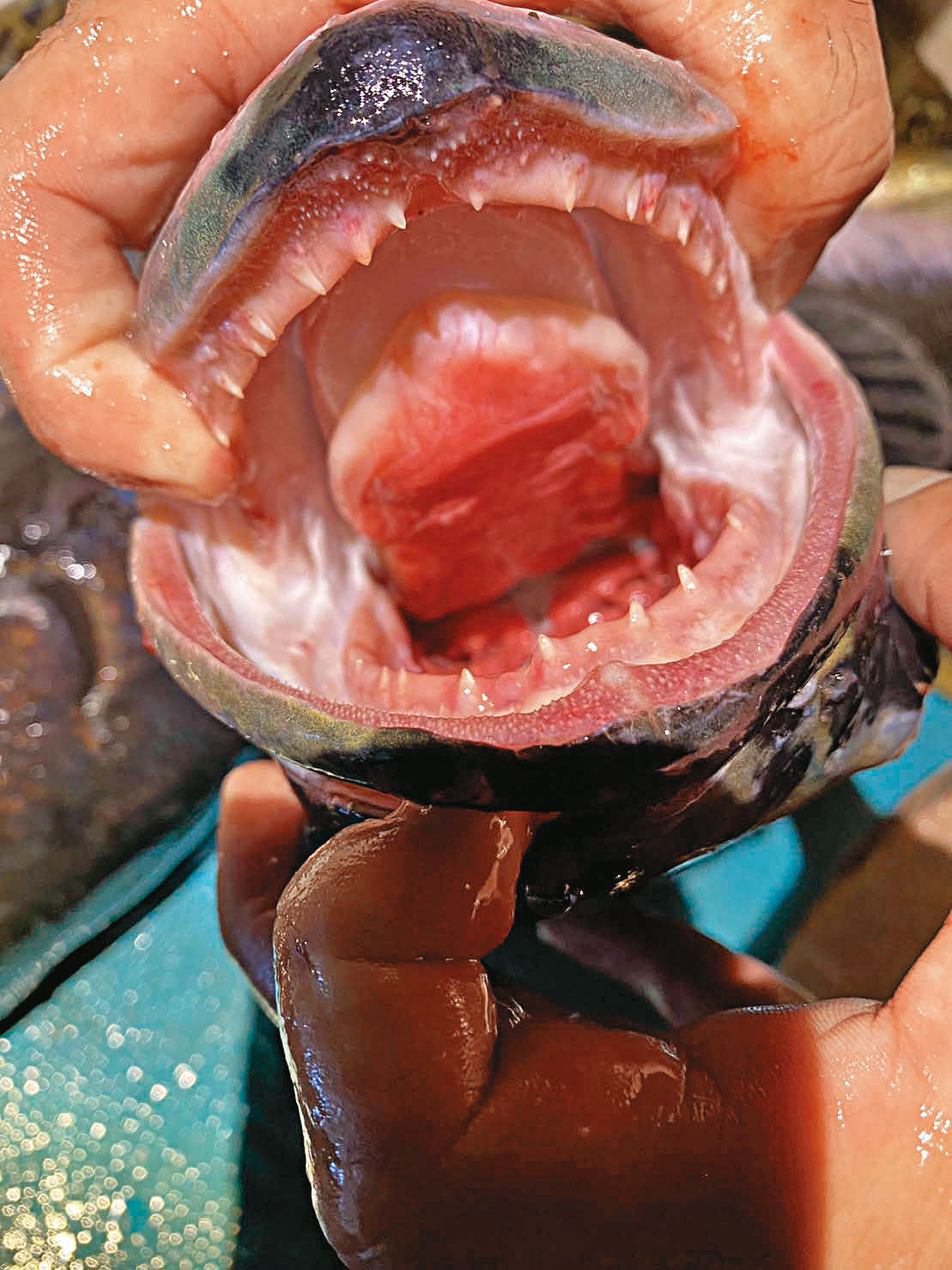 魚虎生性凶猛、滿口尖牙、幾乎沒有天敵,被稱為潭中惡霸。(黃小四提供)