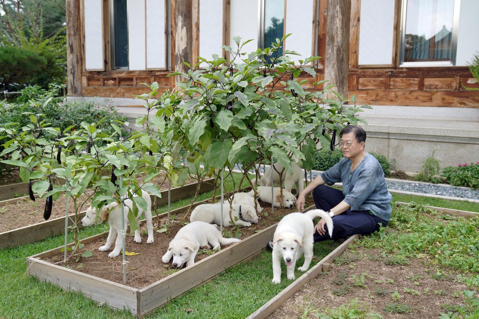 文在寅因不滿政府半年未支付撫養費，因此將豐山犬「歸還」給尹錫悅政府。（翻攝文在寅臉書）