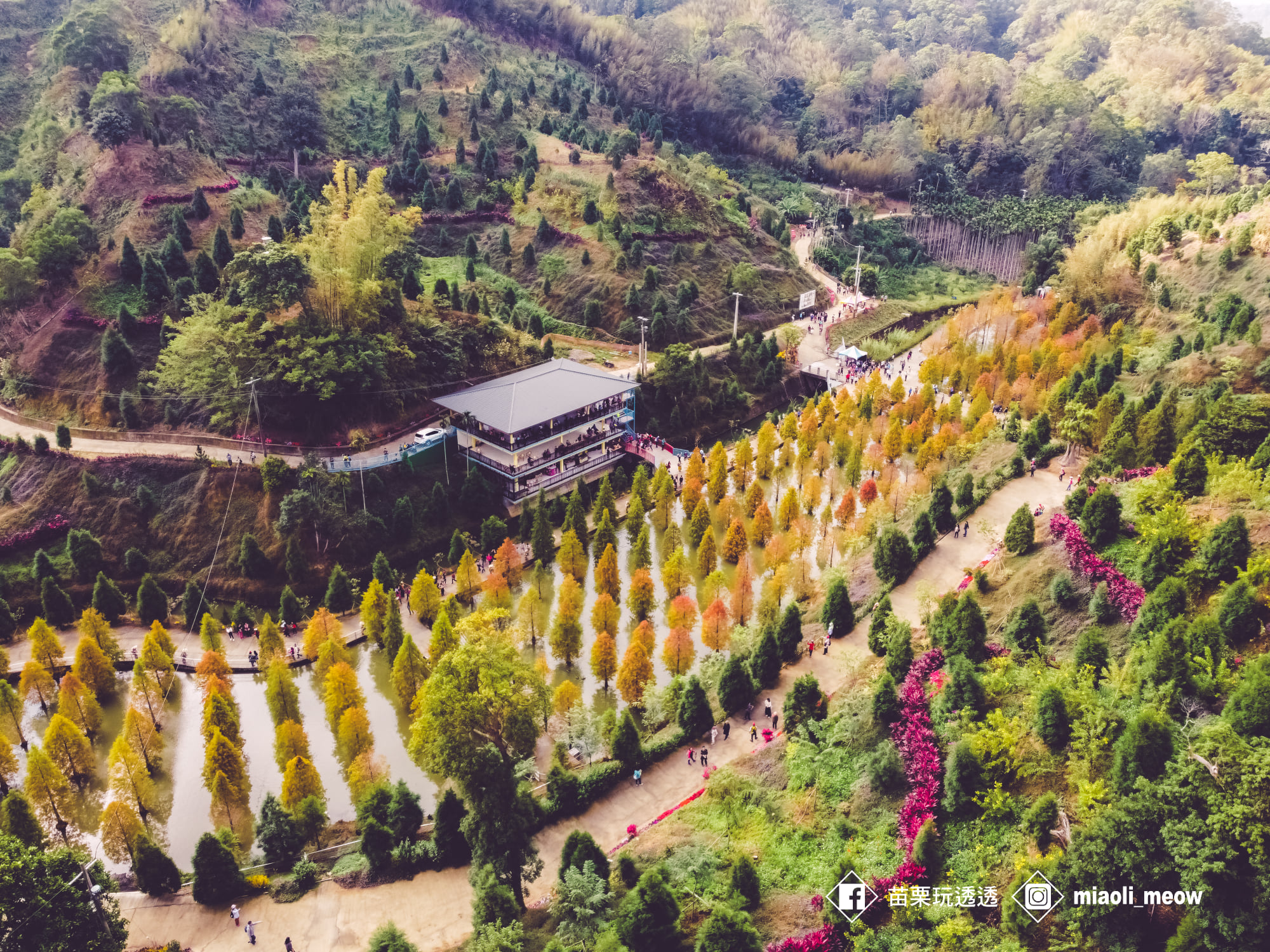 苗栗三灣鄉一處落羽松祕境出現私家車接送收費的亂象。（示意圖，翻攝自苗栗玩透透臉書）