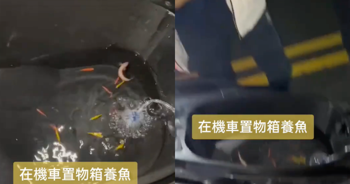 有網友在抖音上傳機車養魚的影片。（翻攝自抖音）
