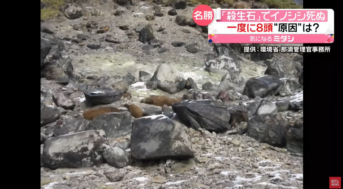 在殺生石旁一次發現8頭野豬屍體,實屬罕見。(翻自《日本電視台》YT)