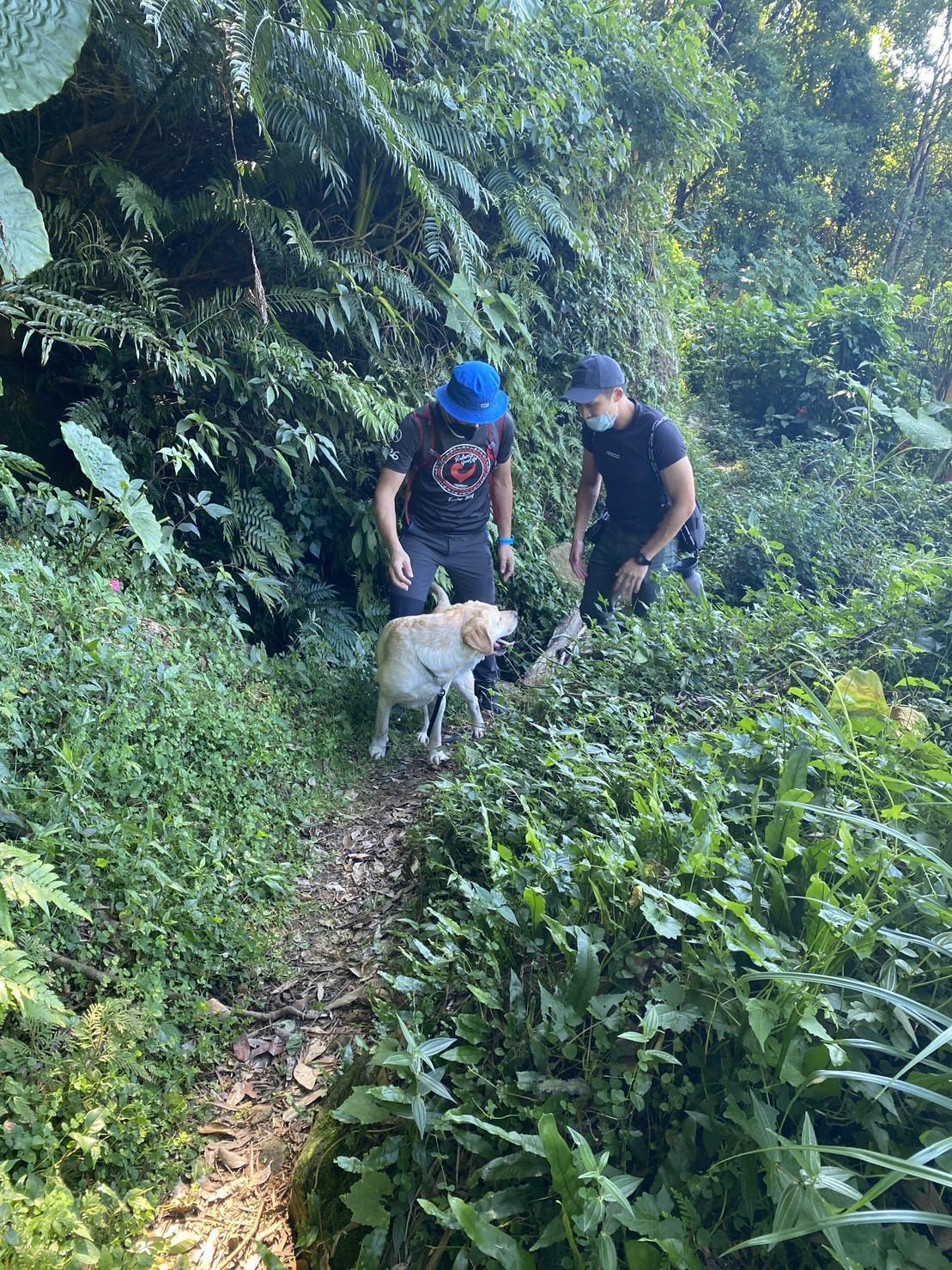 失蹤楊男的胞弟多次深夜登山很不尋常,警方帶警犬搜山找尋跡證。(翻攝畫面)