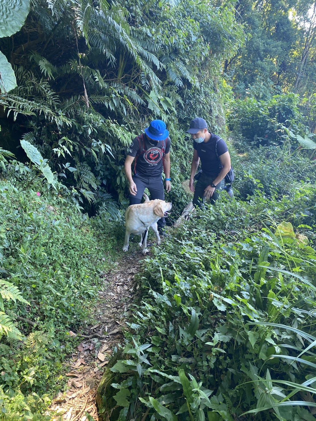 失蹤楊男的胞弟多次深夜登山很不尋常，警方帶警犬搜山找尋跡證。（翻攝畫面）