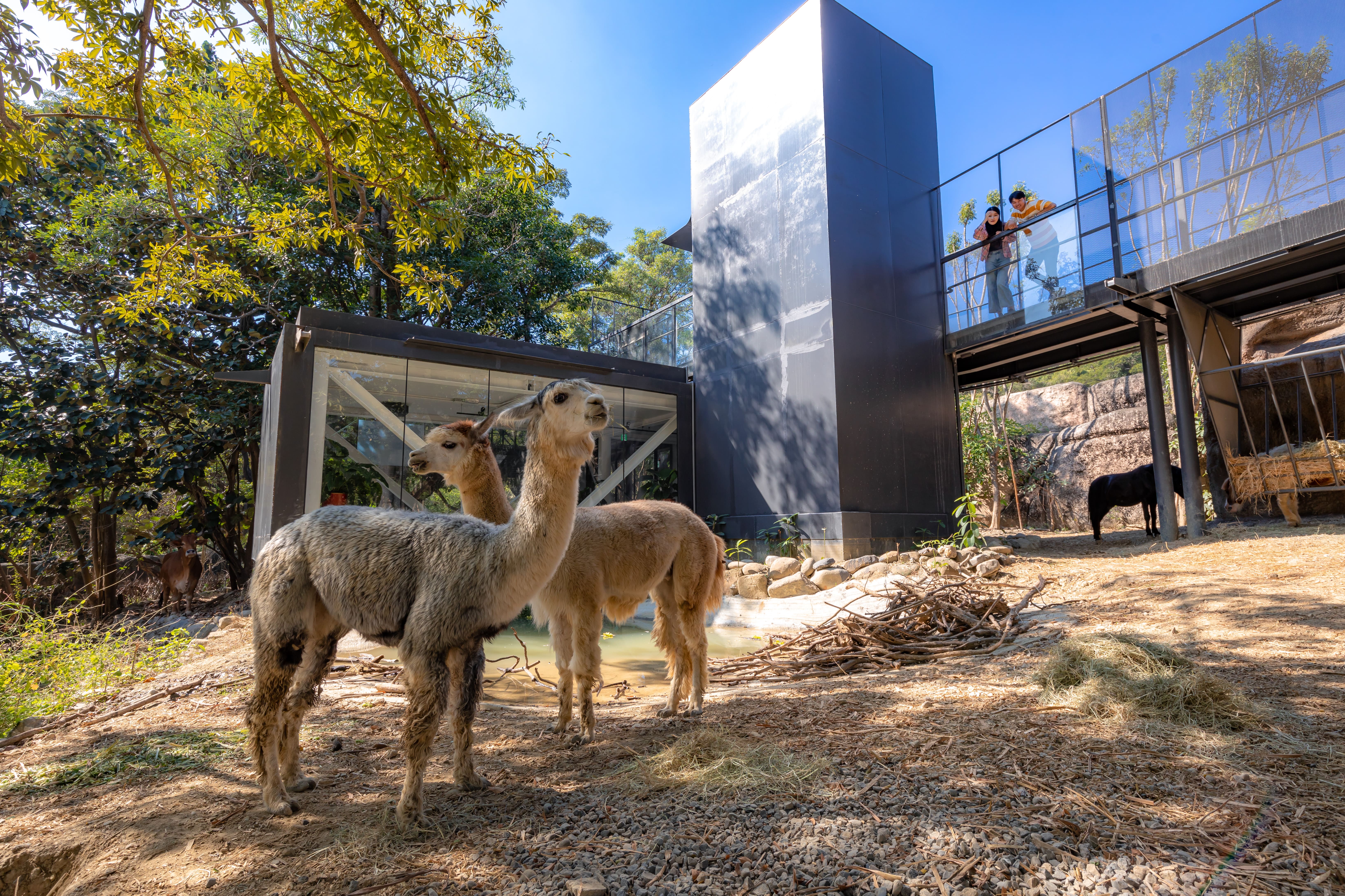 全新整修的壽山動物園以「空中廊道」概念，讓觀景台自然融入棲息地。
