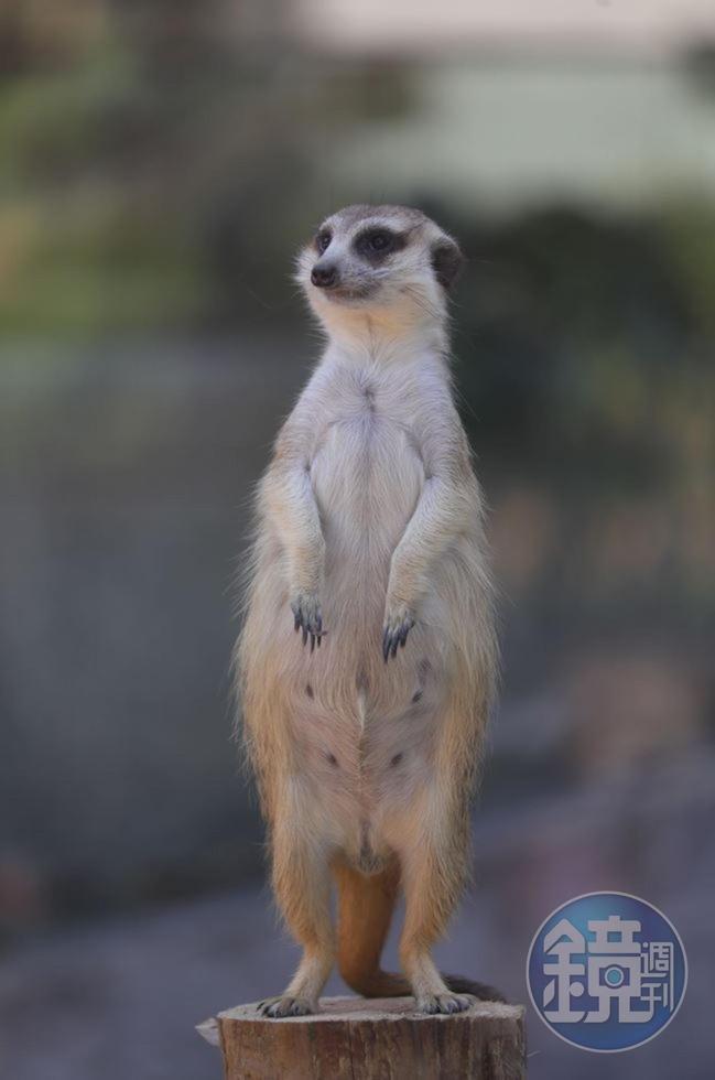 壽山動物園大翻修，迎來許多可愛的新動物，比如只在李安電影中見過的「狐獴」。