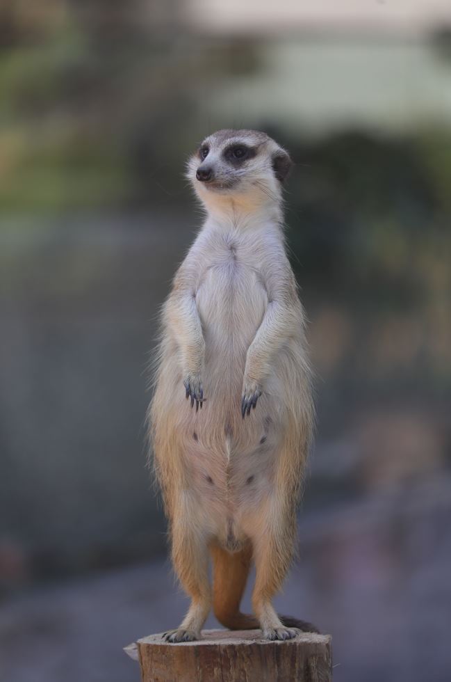 壽山動物園大翻修，迎來許多可愛的新動物，比如只在李安電影中見過的「狐獴」。