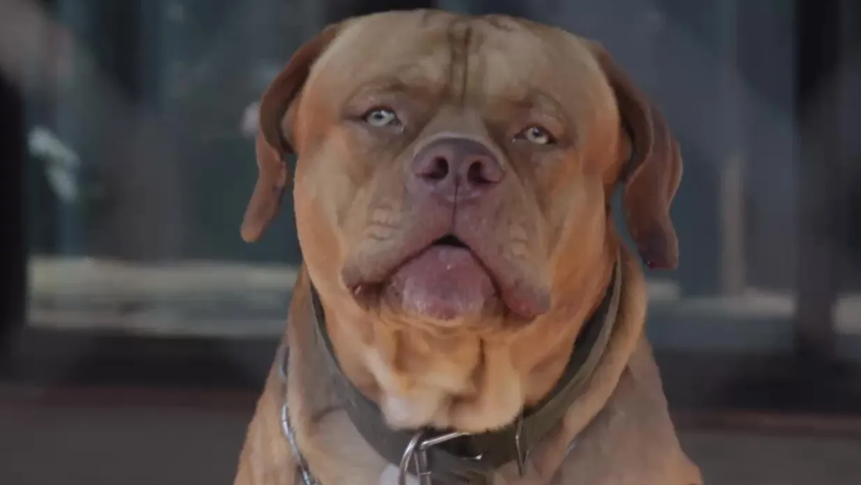 鬥牛犬殺人還「盜生殖器」本尊曝光！鄰居遭狠咬啃爛下體，滿地濺血慘死。（翻自《Sanook》）