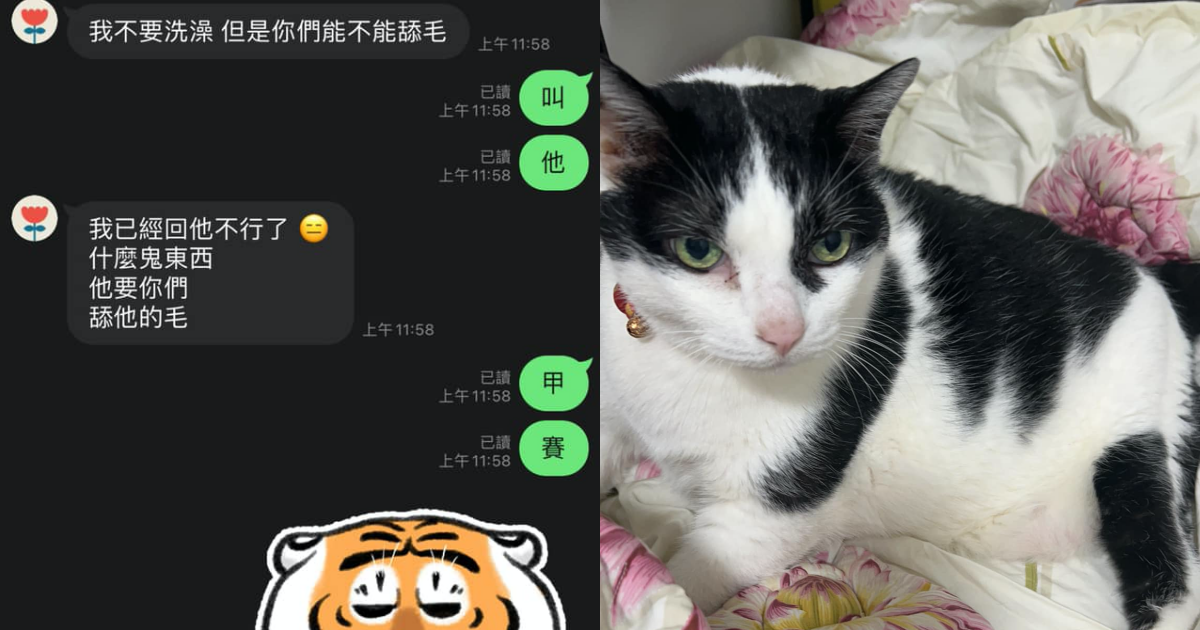 賓士貓竟要求奴才替牠舔毛，讓奴才超傻眼。（翻攝自貓咪也瘋狂俱樂部 CrazyCat club臉書）