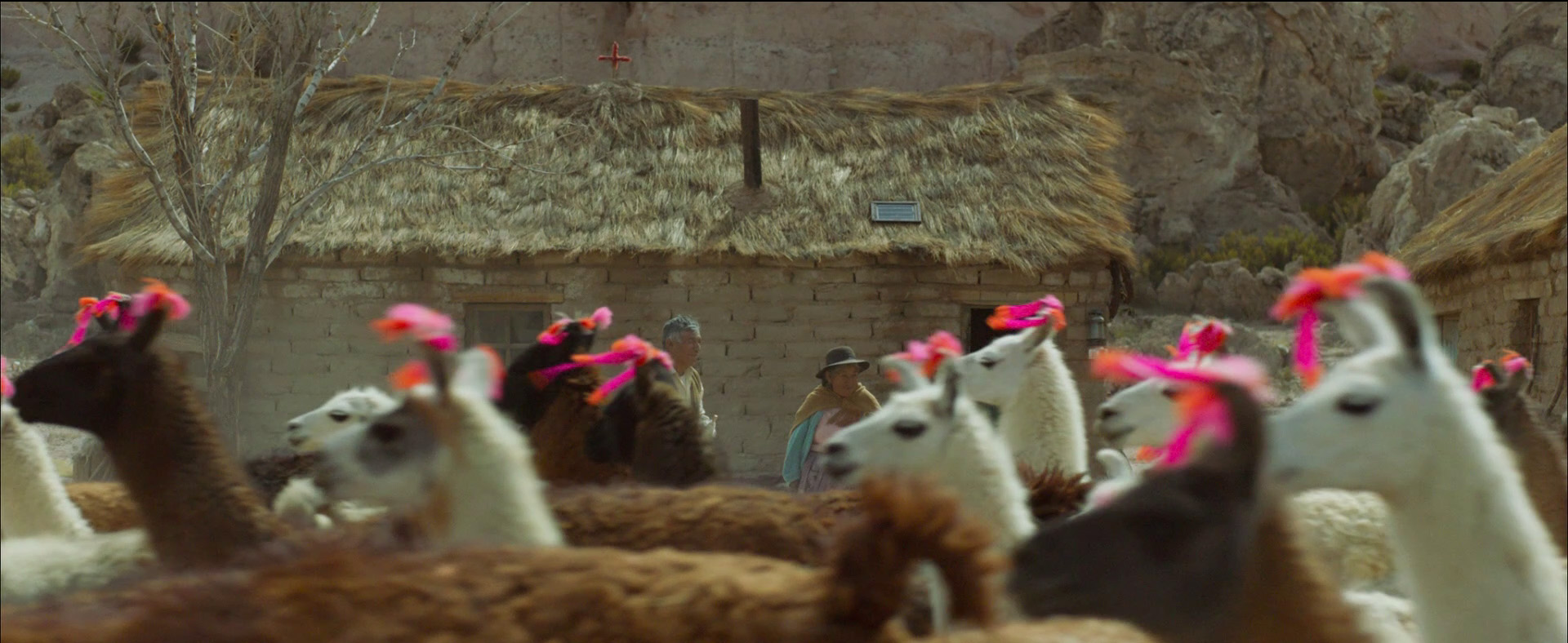 《高原上的家屋》有成群可愛的駱馬入鏡,令看完的觀眾印象深刻。(佳映娛樂提供)