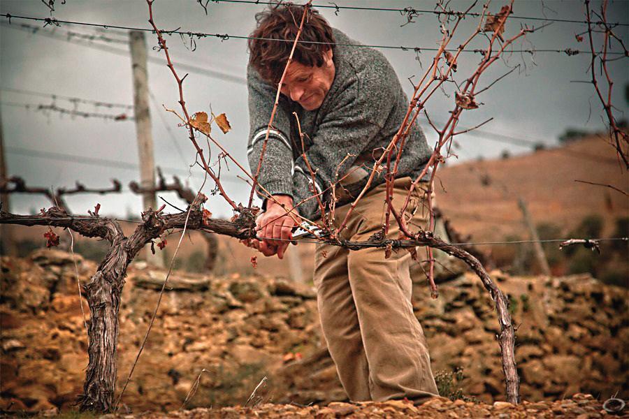 斗羅(Douro)河谷一帶有50多種在地品種葡萄,辛明頓家族也持續開發更有永續、適應暖化氣候的葡萄品種。(法蘭絲提供)