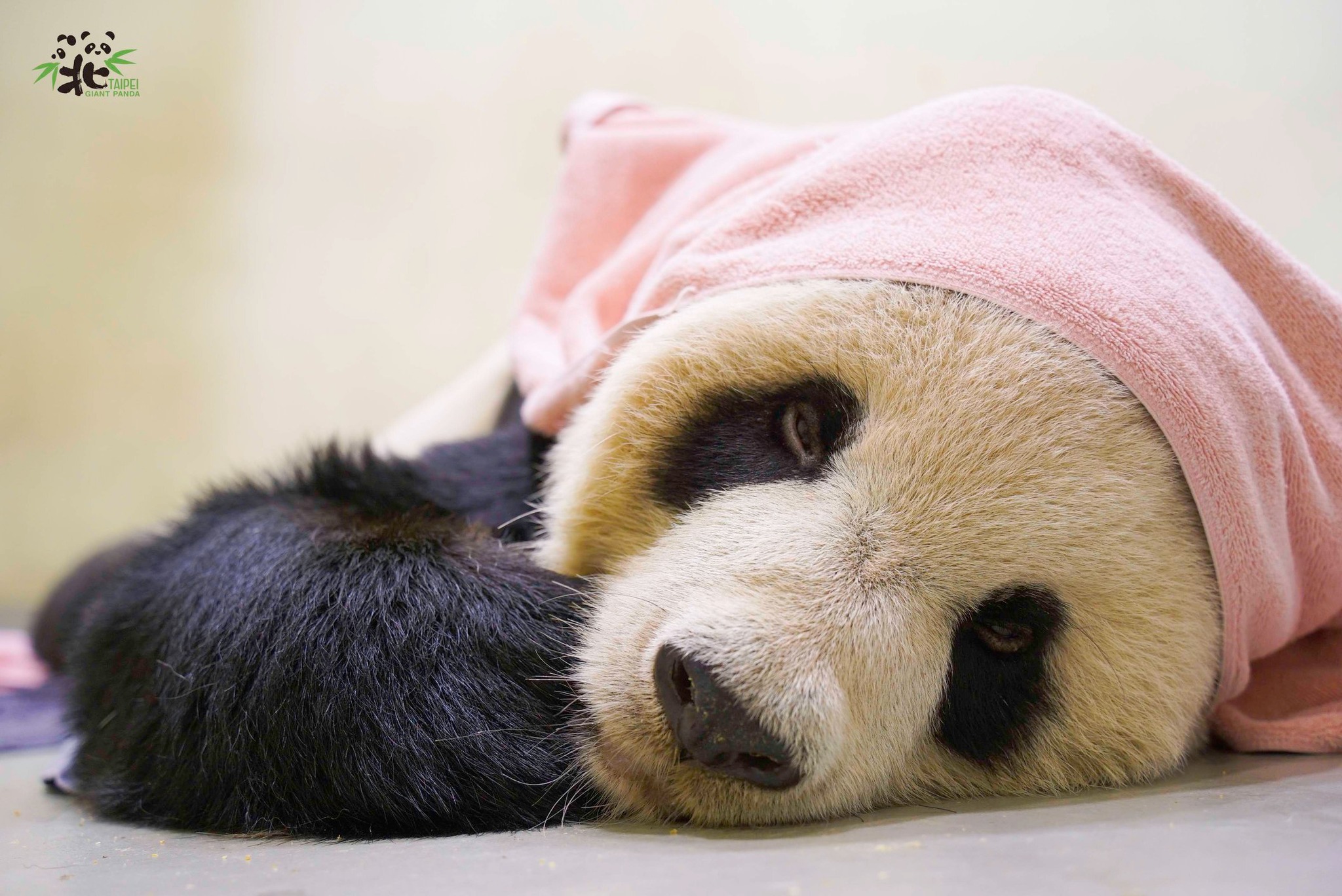 台北市立動物園大貓熊團團上個月病逝,園方就後續是否做成標本給出回應。(台北市立動物園提供)