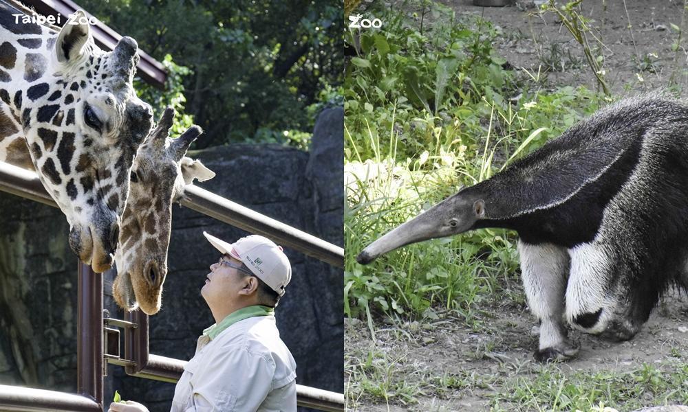 大食蟻獸「口袋莎」(右)與長頸鹿「菊忠」(左)近日接連過世,讓園方相當不捨。(翻攝自台北市立動物園官網)